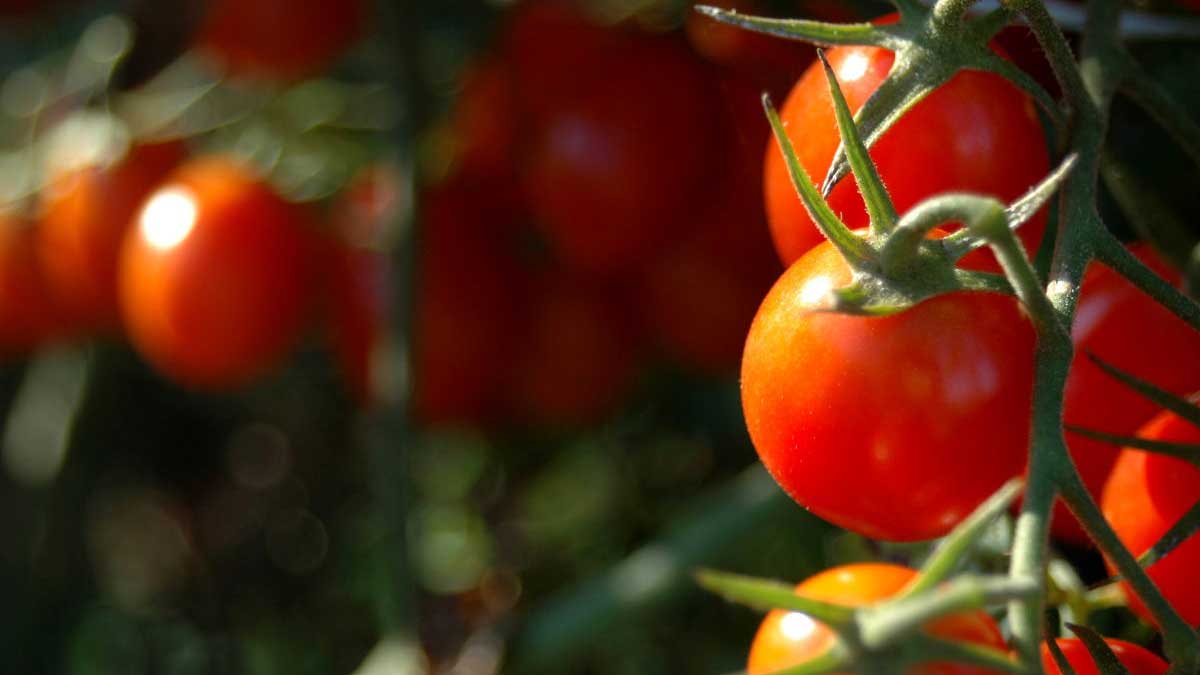 Organic Vegetable Farm Manager Apprenticeship Program​​