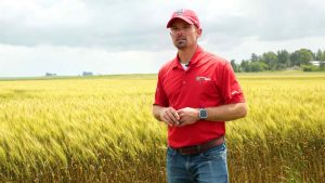 Fusarium Head Blight Management and Harvesting in Organic Wheat with Prof Damon Smith
