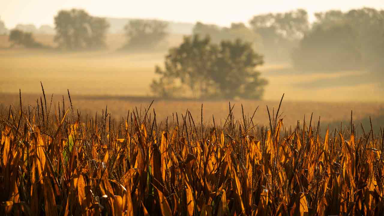 Midwest Kernza® Harvest Field Day